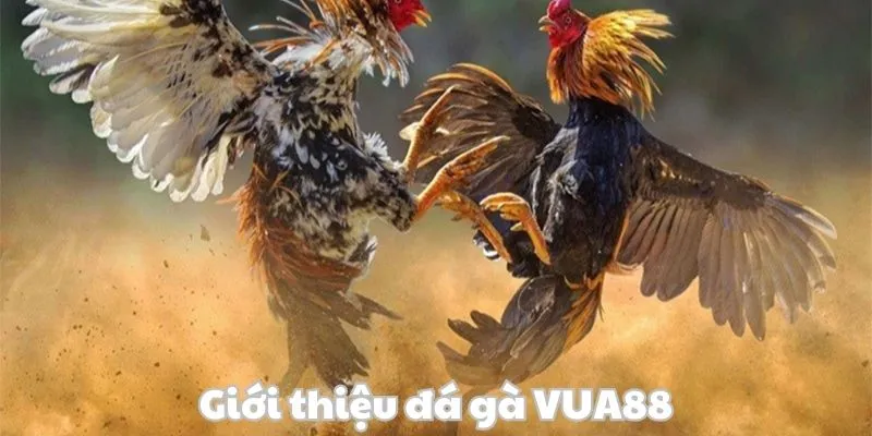 Giới thiệu chi tiết về đá gà VUA88 cho người mới Giới thiệu chi tiết về đá gà VUA88 cho người mới